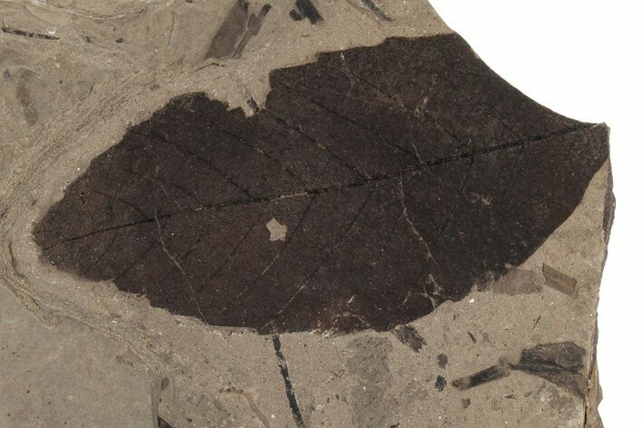 Fossil Leaf (Fagus) - McAbee, BC #226051
